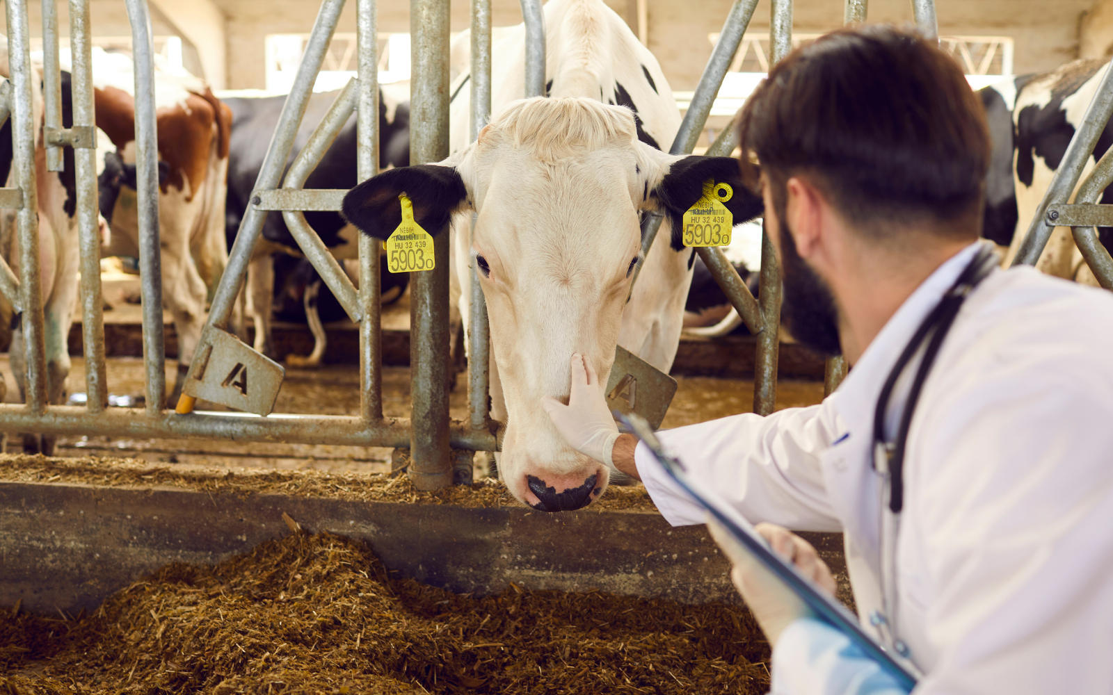 Assistência técnica com estratégia: o que realmente transforma a base produtora - Cia do Leite - Transformamos qualidade do leite e produtividade das fazendas